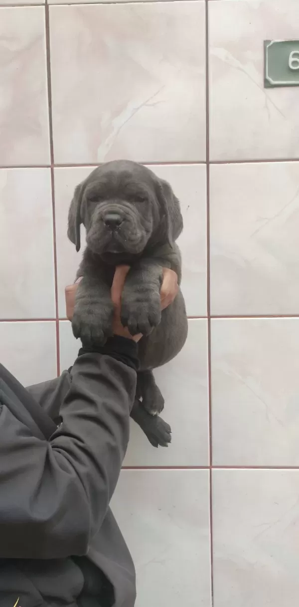Hari̇ka Anatomi̇ Canecorso Yavrular