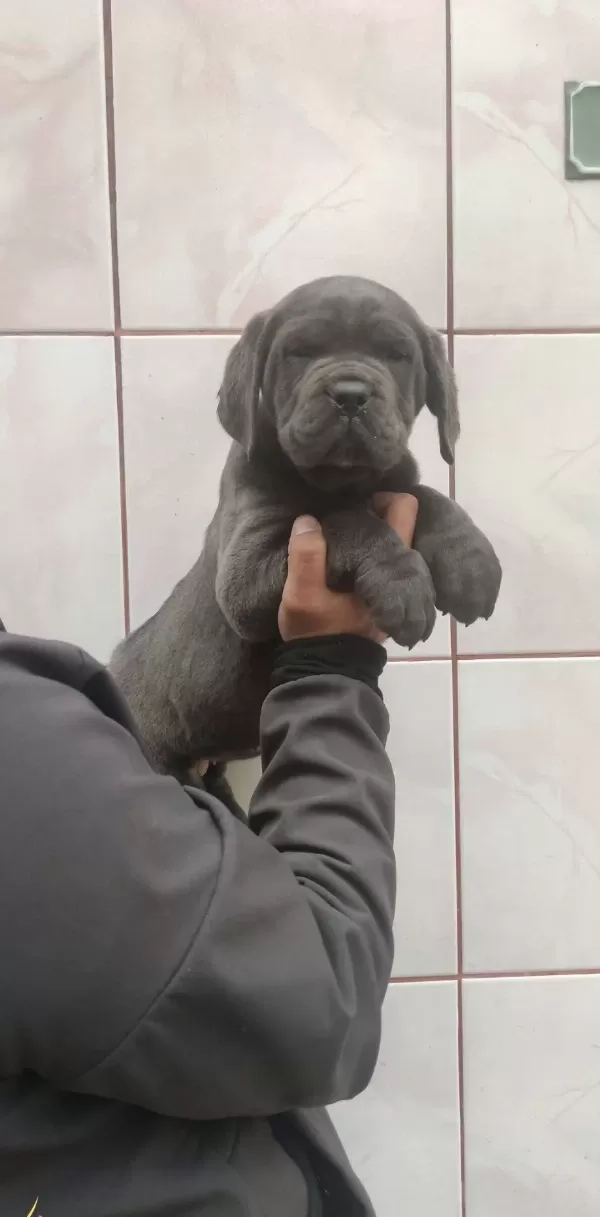 Hari̇ka Anatomi̇ Canecorso Yavrular