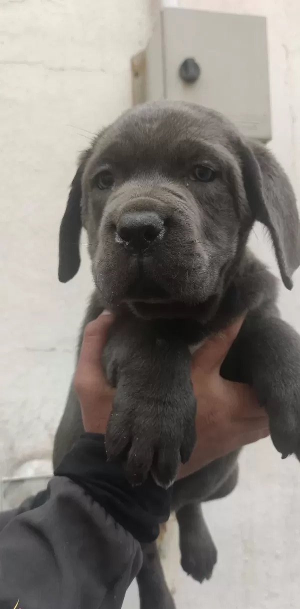 Hari̇ka Anatomi̇ Canecorso Yavrular