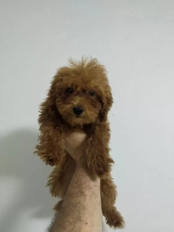 Toy Poodle Köpeğimiz