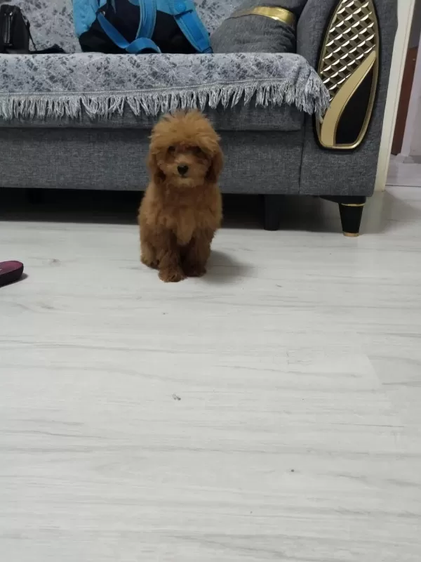 Toy Poodle Köpeğimiz