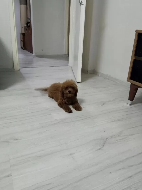 Toy Poodle Köpeğimiz