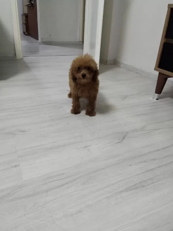 Toy Poodle Köpeğimiz