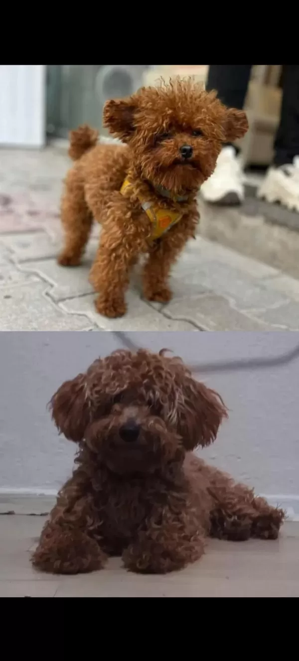 Toy Poodle Köpeğimiz