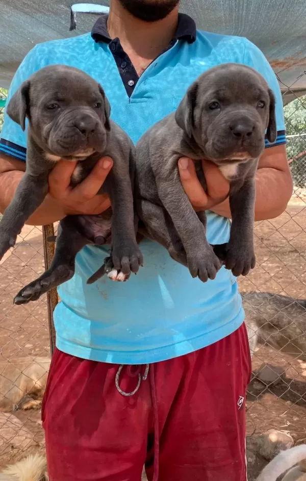 Dev Anne Babadan Cane Corsa Yavrulari