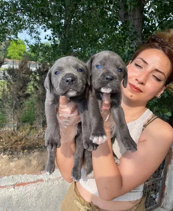 Irk Ve Sağlık Garantili Cane Corso Yavrularım