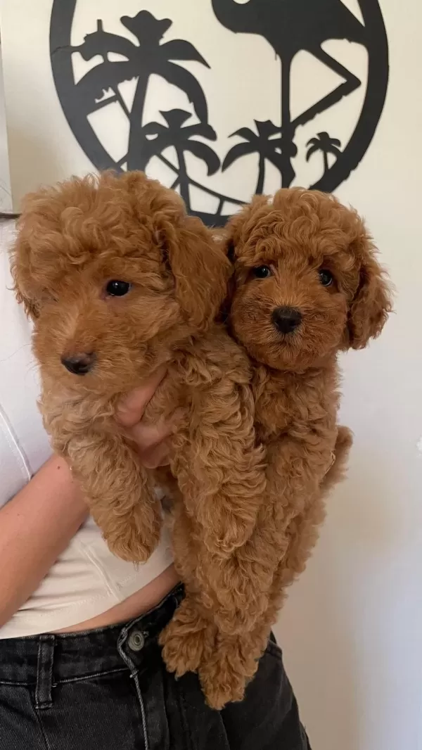 Toy Poodle Köpekleri