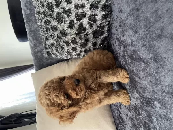 Toy Poodle Köpekleri