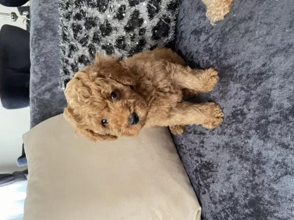 Toy Poodle Köpekleri