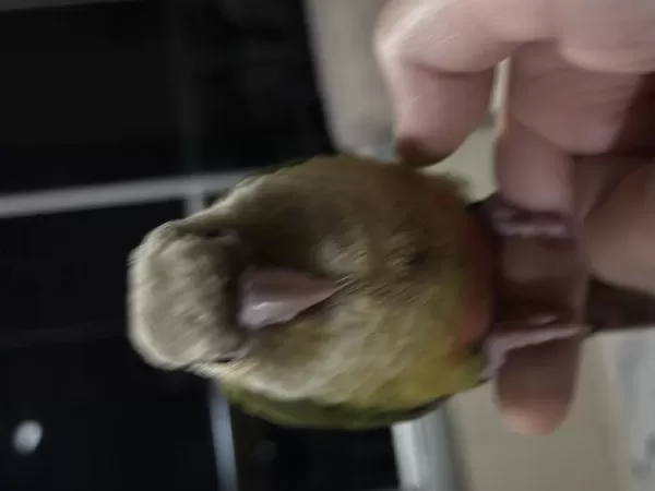 El Besleme Full Evcil 2 Aylık Konur Papağanı