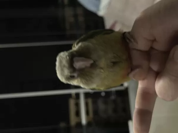 El Besleme Full Evcil 2 Aylık Konur Papağanı