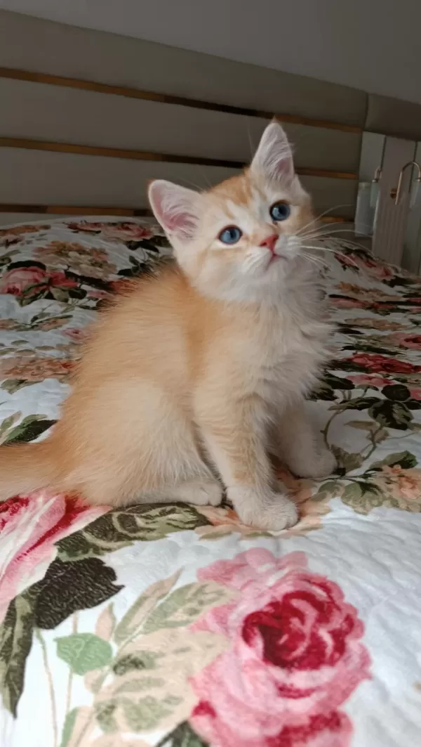 Golden British Shorthair Erkek