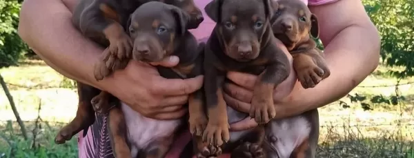 King Doberman Yavrular
