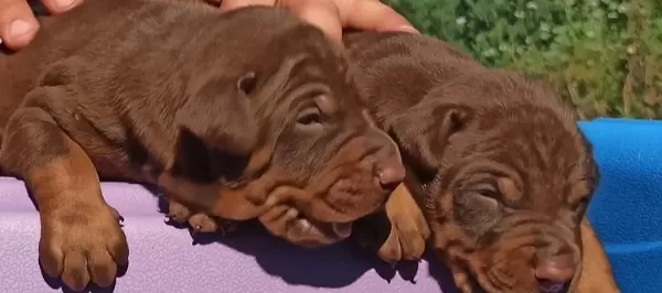 King Doberman Yavrular
