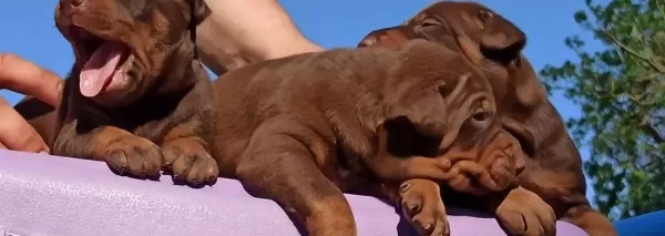King Doberman Yavrular