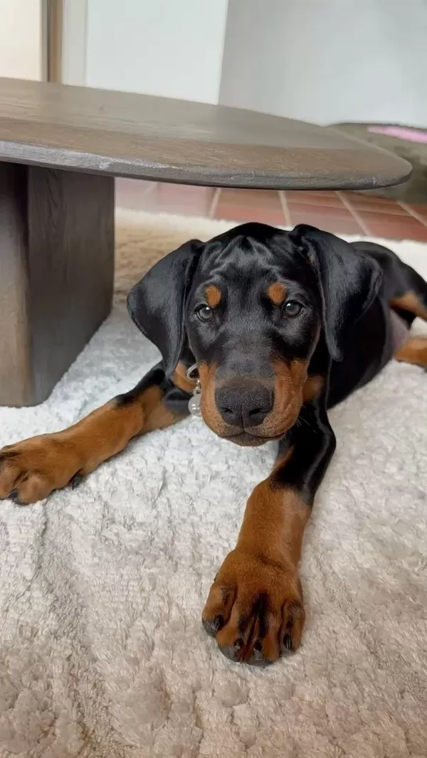 İsteğe Özel Estetik Dobermanlar
