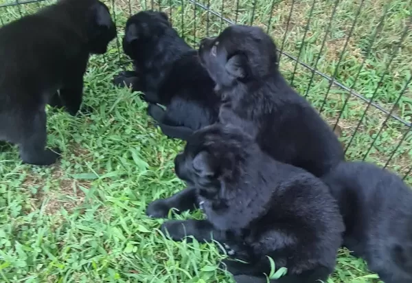 Akkuş Üreti M Çi Ftli Ği Nden Black Soli D Alman Kurdu Yavrulari