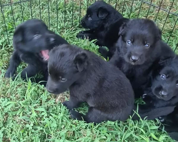 Akkuş Üreti M Çi Ftli Ği Nden Black Soli D Alman Kurdu Yavrulari