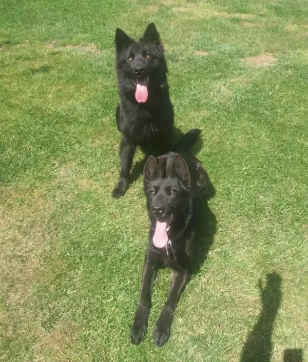 Akkuş Üreti M Çi Ftli Ği Nden Black Soli D Alman Kurdu Yavrulari