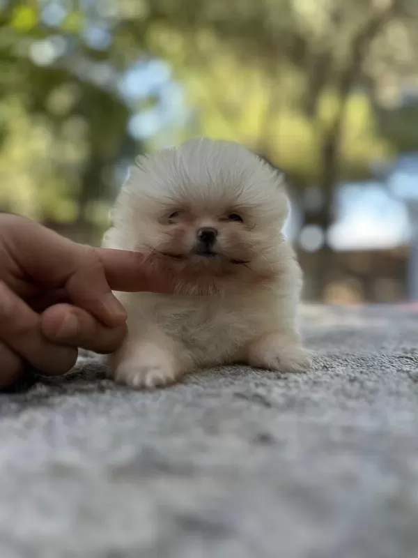 Sağlık Ve İrk Garantili Pomeranian Boo Yavrularımız