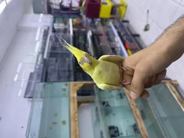 Lutino Sultan Papağanı Evcil Ele Alışkın