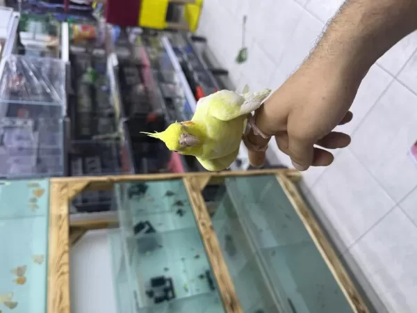 Lutino Sultan Papağanı Evcil Ele Alışkın