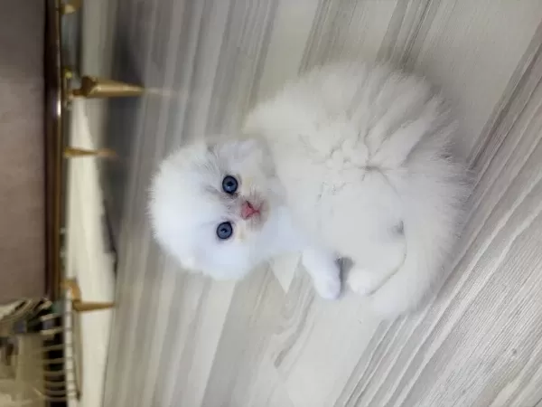 Bembeyaz Scottish Fold Longhair Mavi Gözlü Yavrular