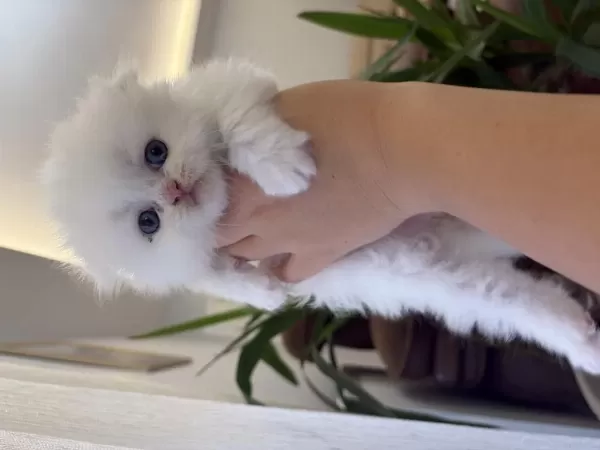Bembeyaz Scottish Fold Longhair Mavi Gözlü Yavrular