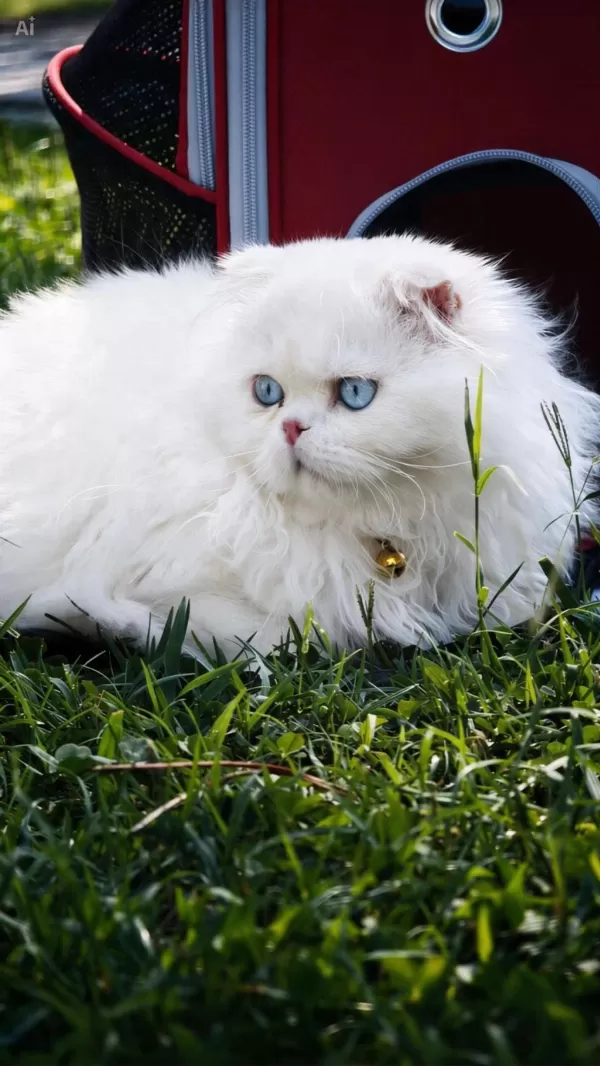 Bembeyaz Scottish Fold Longhair Mavi Gözlü Yavrular