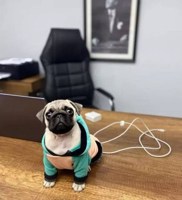 Pug Mops Üst Kalite Yavrular