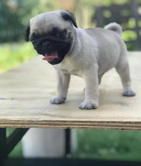 Pug Mops Üst Kalite Yavrular