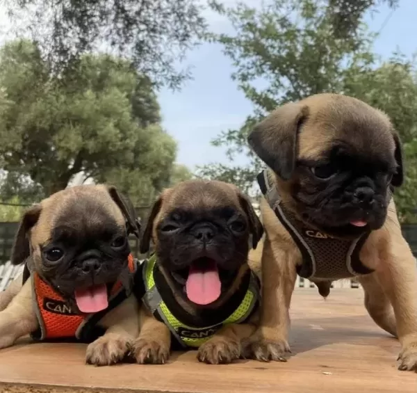 Hamburger Surat A Kalite Pug Mops