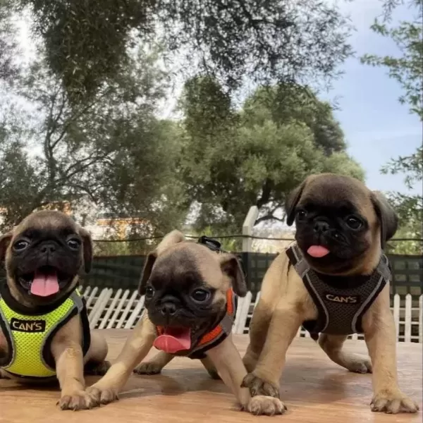 Hamburger Surat A Kalite Pug Mops