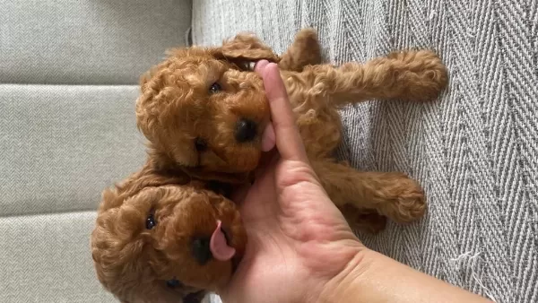 Toy Poodle Köpeğimiz