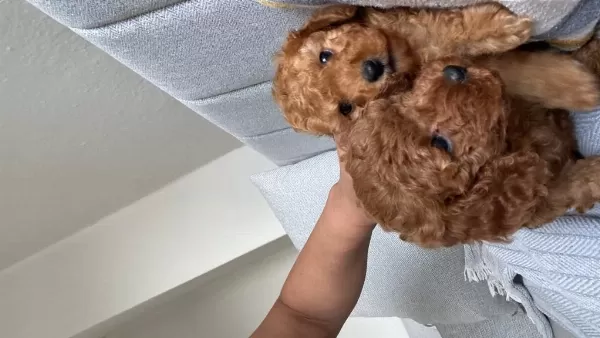 Toy Poodle Köpeğimiz