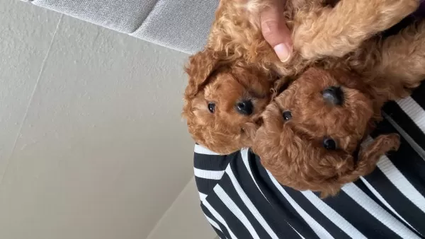 Toy Poodle Köpeğimiz