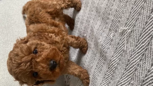 Toy Poodle Köpeğimiz