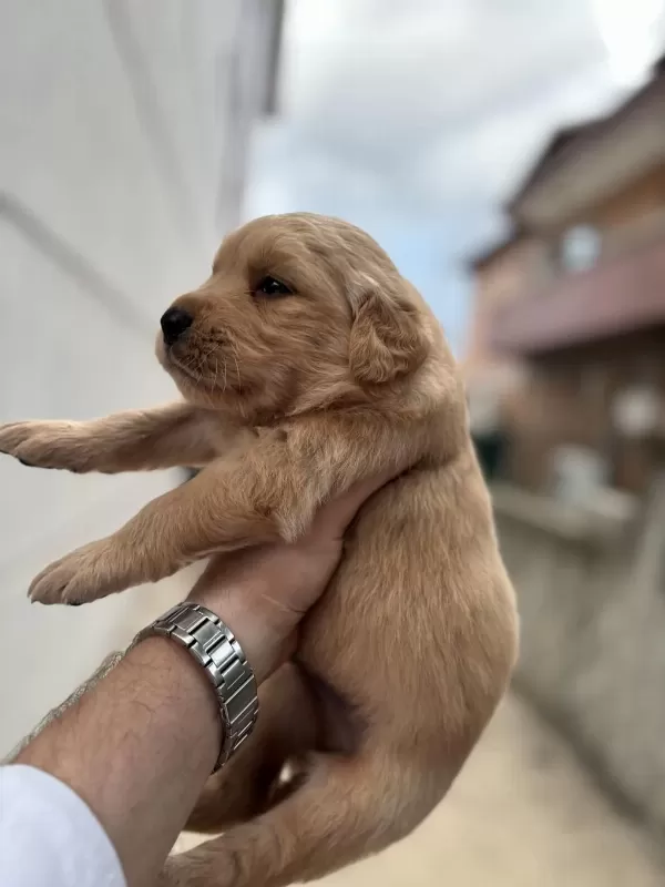 Golden Retriever Babyface Yavrular Sakarya