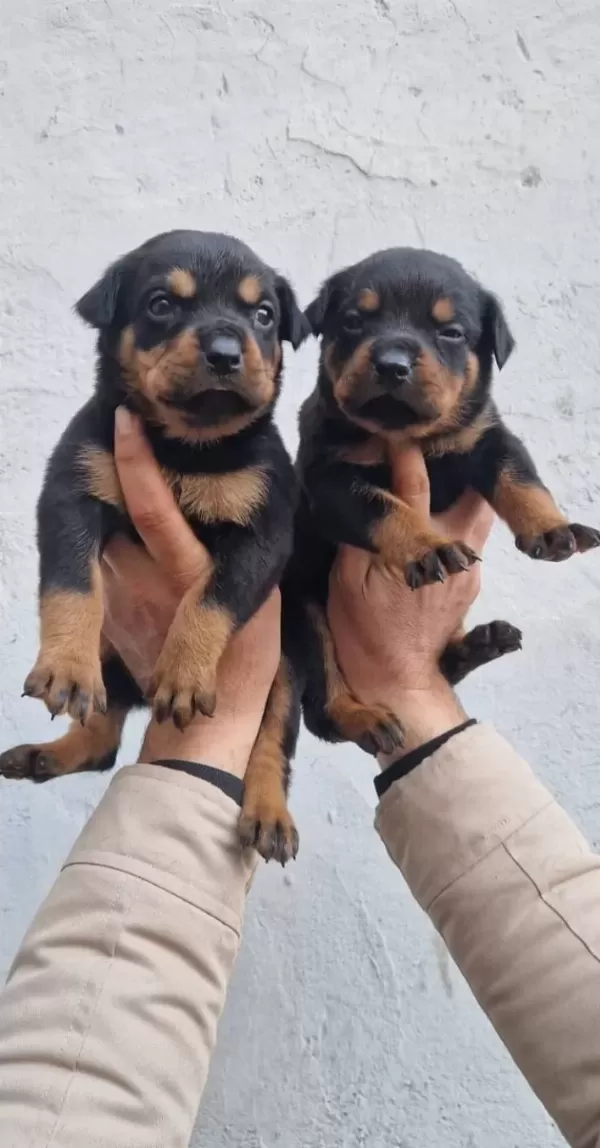 Sağlık Garantili Rottweiler Yavrularımız