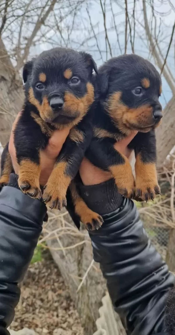 Sağlık Garantili Rottweiler Yavrularımız