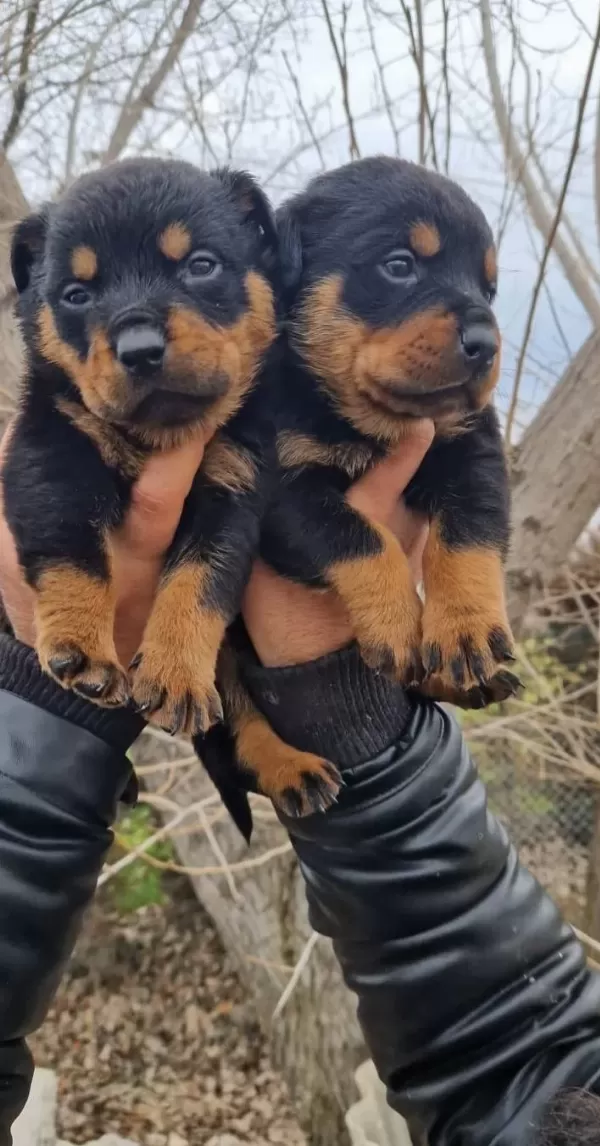 Sağlık Garantili Rottweiler Yavrularımız