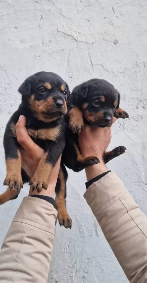 Sağlık Garantili Rottweiler Yavrularımız