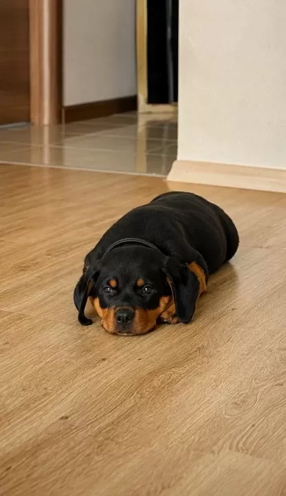 Safkan Rottweiler Erkek Yavru