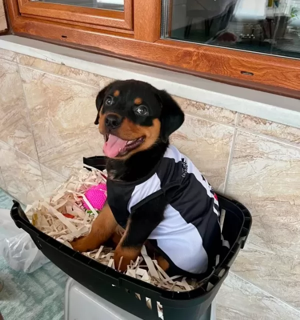 Safkan Rottweiler Erkek Yavru