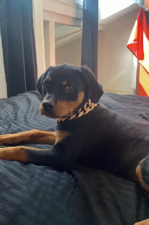 Safkan Rottweiler Erkek Yavru