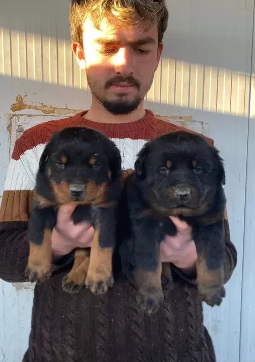 Show Kali Te Orji Nal Rottweiler Yavrulari