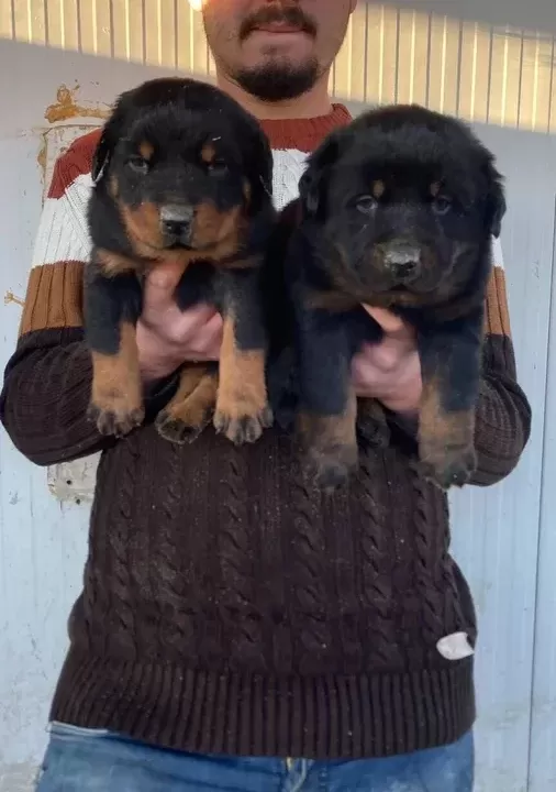 Show Kali Te Orji Nal Rottweiler Yavrulari