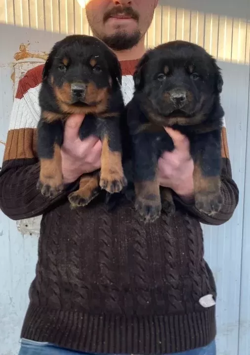 Show Kali Te Orji Nal Rottweiler Yavrulari
