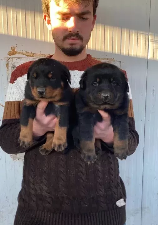 Show Kali Te Orji Nal Rottweiler Yavrulari