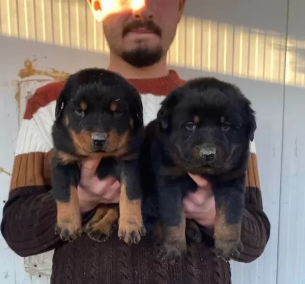 Show Kali Te Orji Nal Rottweiler Yavrulari